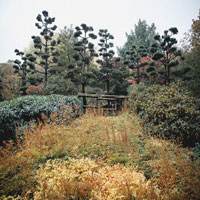 a dreary, overgrown path to an abandoned gate