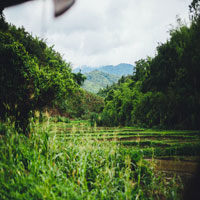 a lively, green marsh with lush foliage