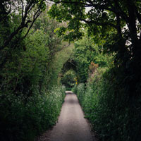 an overcast tunnel of vegetation