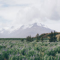 a lavender pasture just before the base of a snowcapped mountain